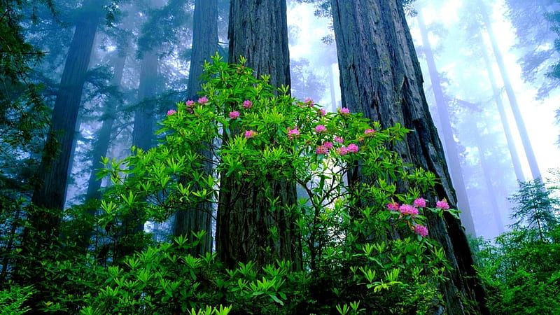 FOREST FOG, forest, herbs, flowers, trees, shrubs, fog, HD wallpaper
