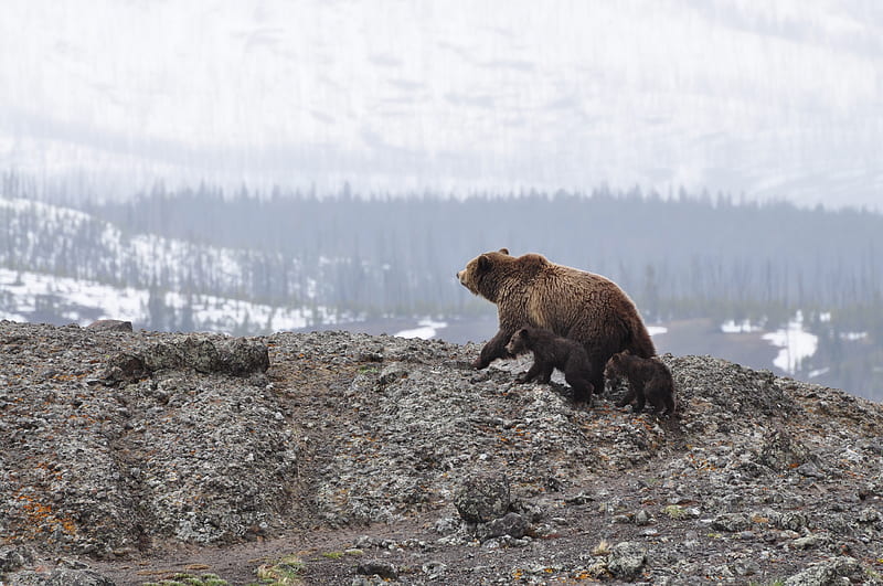 grizzly bear walking on mountain, HD wallpaper