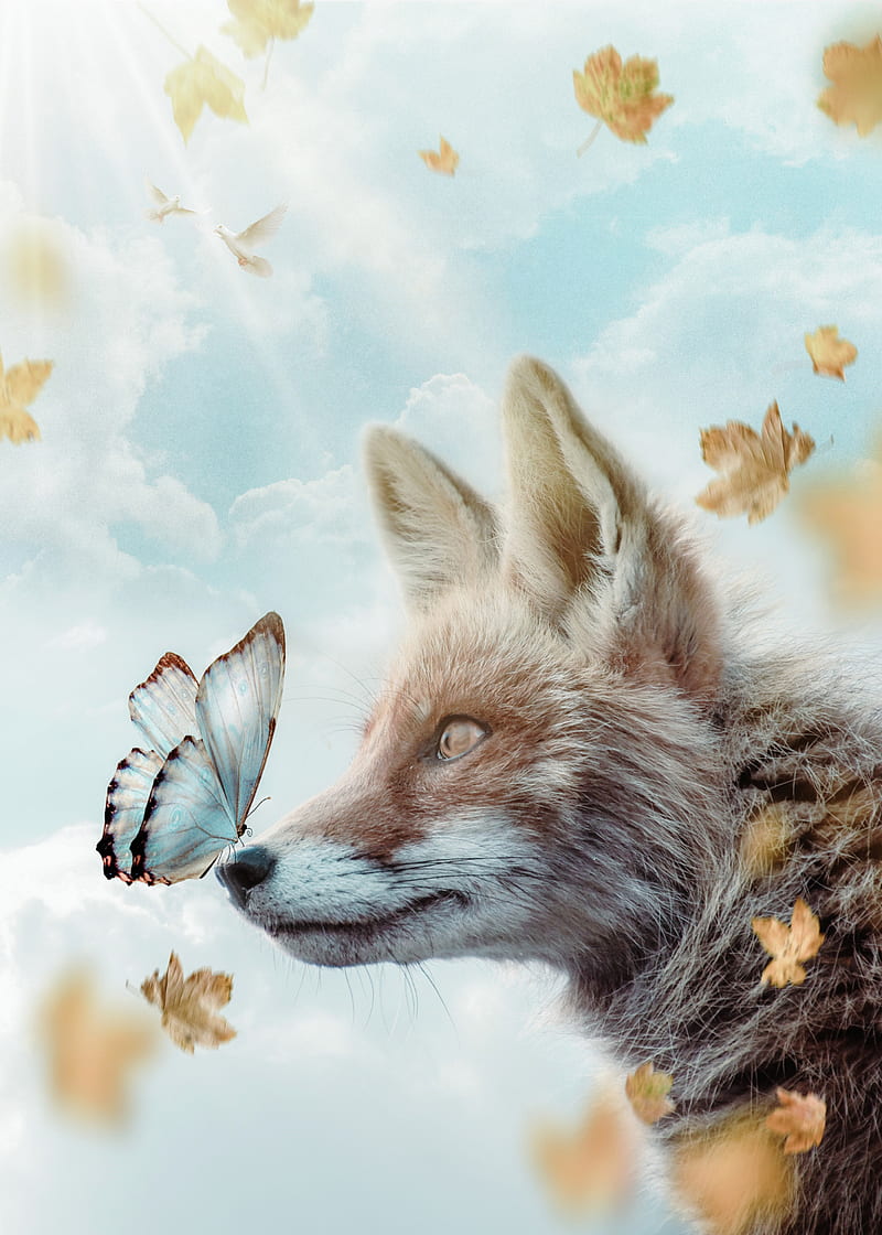 Fox and Blue Butterfly, animal, autumn, clouds, cute, insect, leaves, sky,  sun, HD phone wallpaper | Peakpx