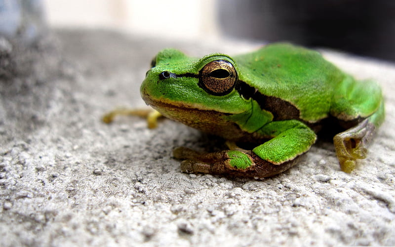 frog-Animal World Series, HD wallpaper