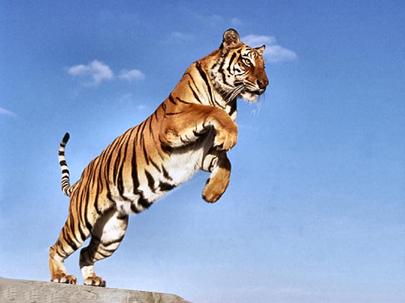 Leaping Tiger 5 feline, graphy, wildlife, tiger, cat, HD wallpaper