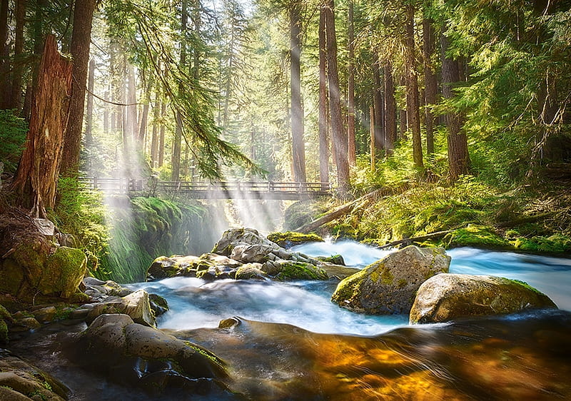 Forest Stream Of Light, rocks, sunrays, creek, trees, HD wallpaper