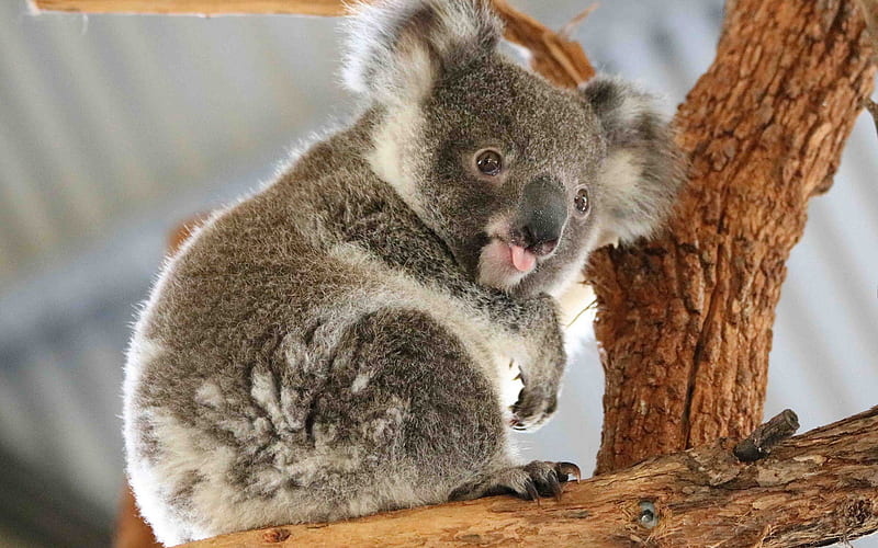 koala, marsupial, cute animals, wildlife, HD wallpaper