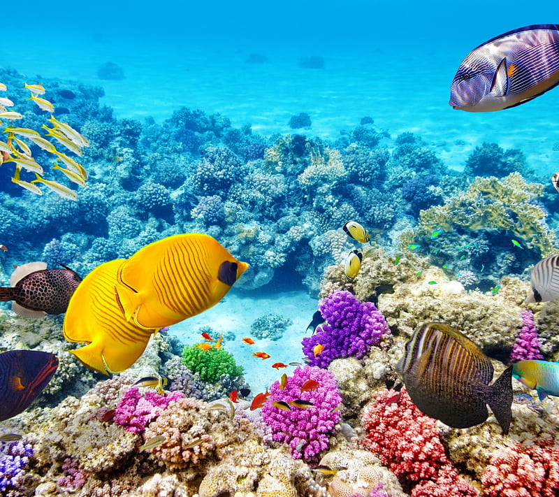 Beautiful Ocean, aquarium, fish, landscape, life, marine, ocean, sea, tropical, water, HD wallpaper