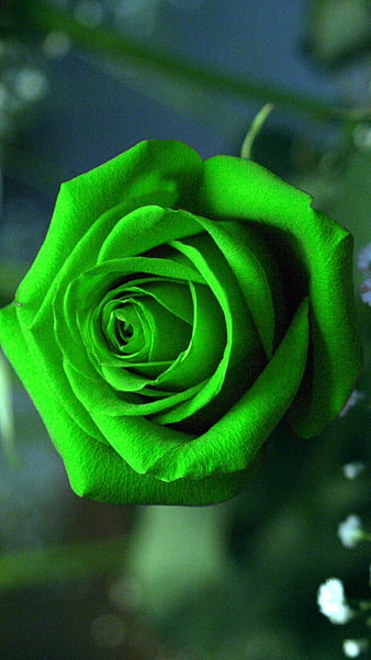 500 Green Rose Pictures  Download Free Images on Unsplash