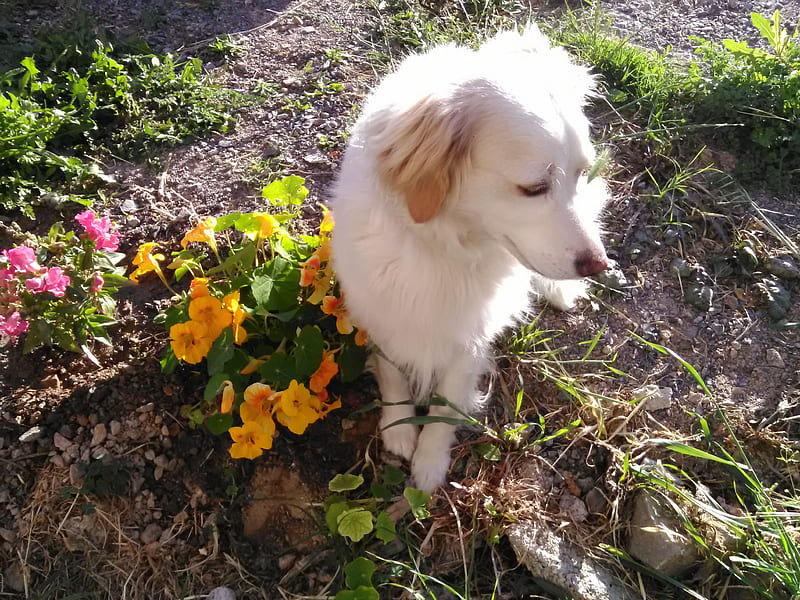 My adorable Bianca, flowers, ground, nature, white, animal, petunia, graphy, Tropaeolum majus, green, Dog, earth, HD wallpaper