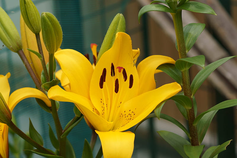 Lily, Yellow, Chrome Yellow, Lilium, 3840x2160, Liliaceae, Yuri, Flowers, Flower, HD wallpaper