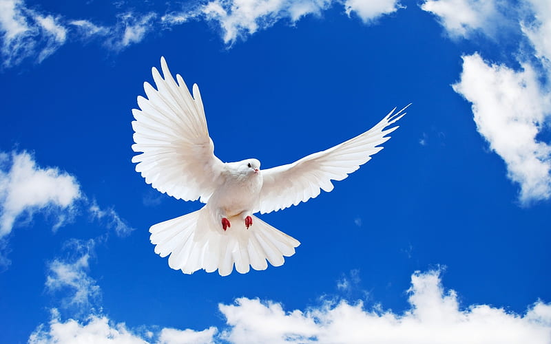 White dove, cloud, bird, dove, peace, white, sky, blue, HD wallpaper