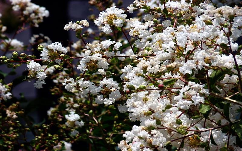 White crepe myrtle, tree, white flowers, bush, crepe myrtle, spring, blooms, HD wallpaper