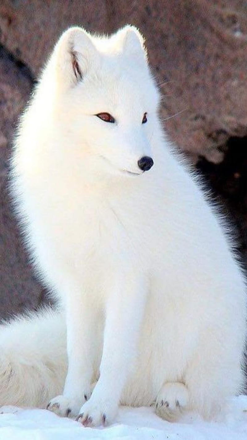 White fox, arctic, fox, HD phone wallpaper