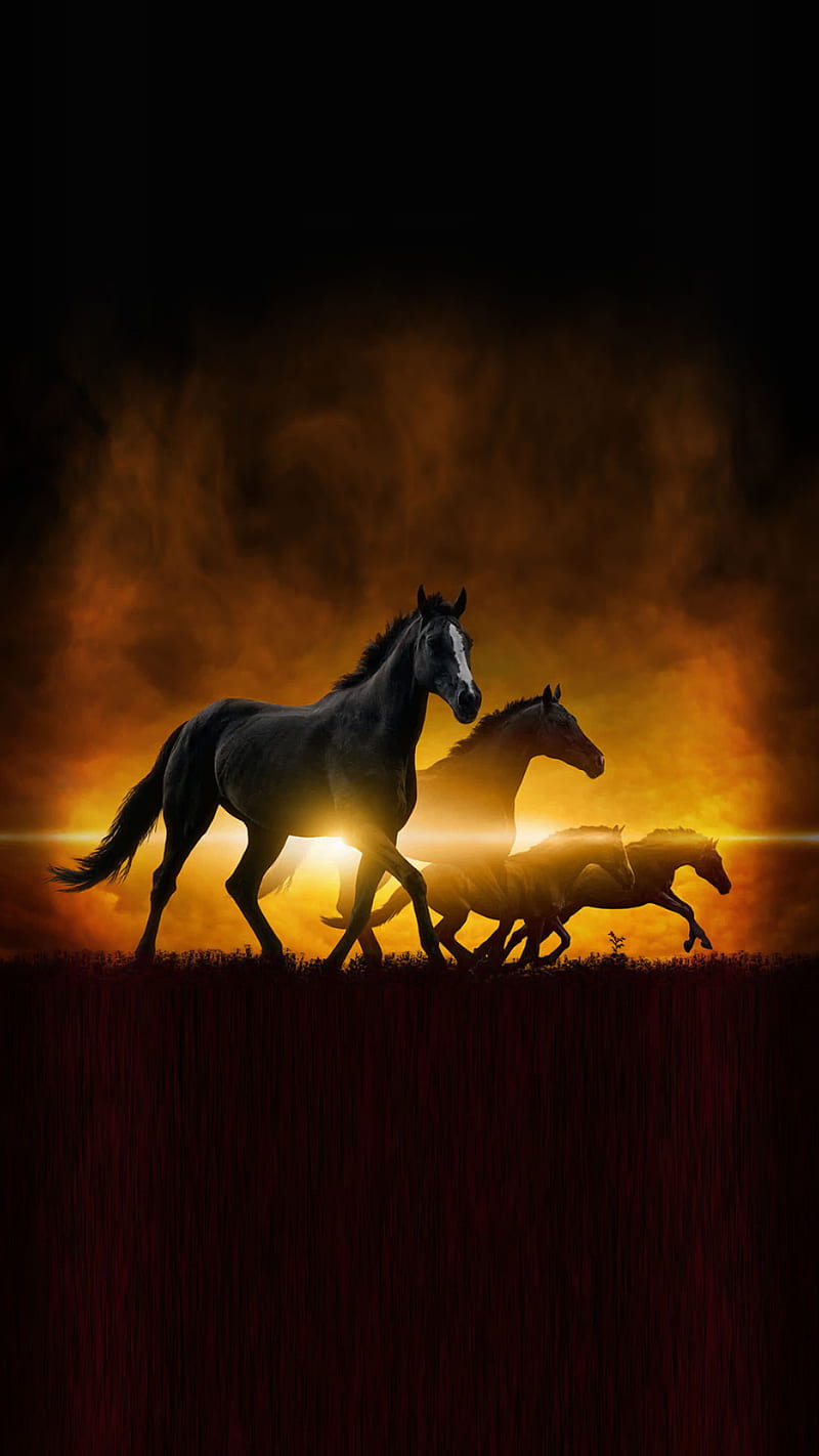 7 Horse, 7horse, horses, morning, run, sunrising, warrior, HD phone  wallpaper | Peakpx
