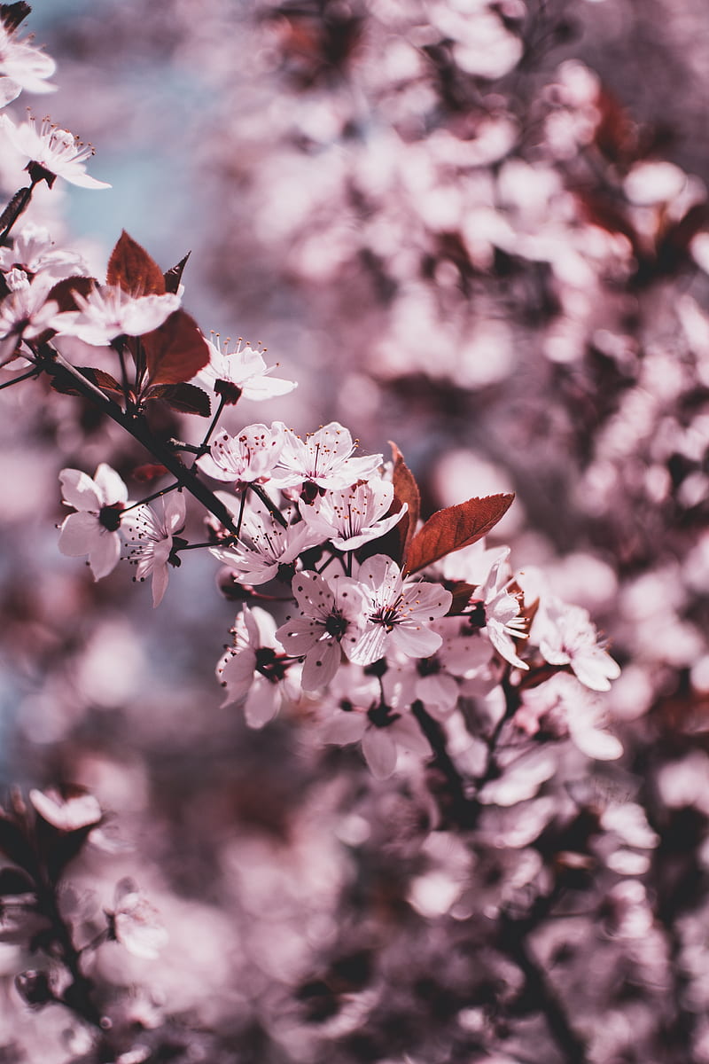 cherry blossom, pink flowers, branches, scenic, graphy, Flowers, HD phone wallpaper
