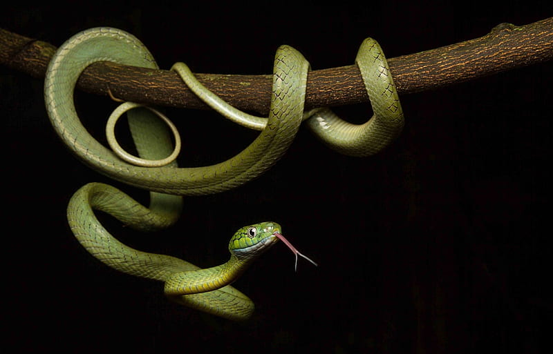 Snake, green, black, serpent, branch, reptile, HD wallpaper