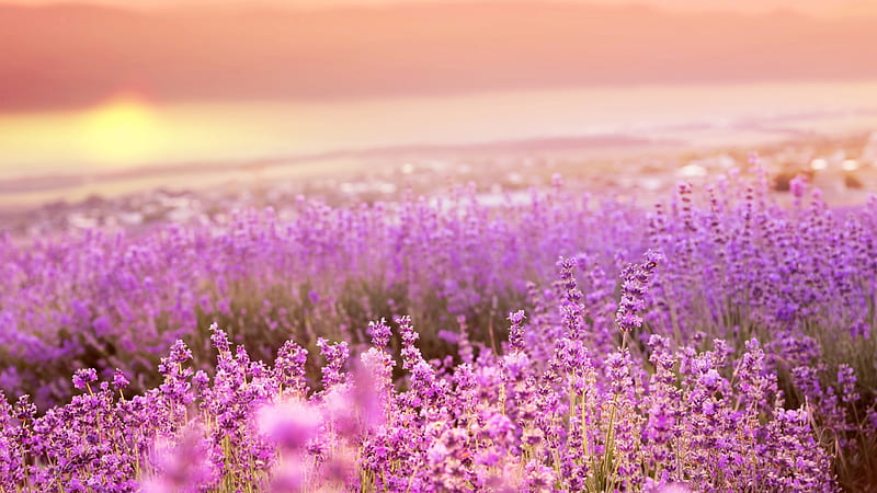 Beautiful Of Lavender Field In Blur Background Beautiful, HD wallpaper