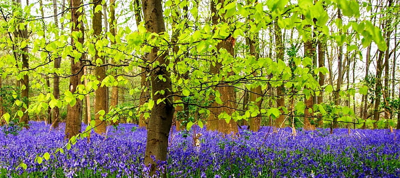 Beech Forest And Bluebells On Springtime, forest, purple, green, flowers, bonito, trees, HD wallpaper
