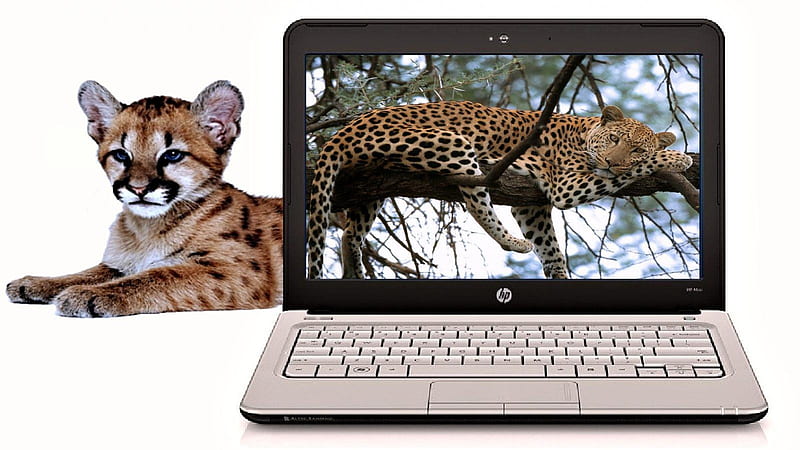 Leopards & Laptop, leopard, laptop, baby, adult, HD wallpaper Leopards & Laptop, leopard, laptop, baby, adult, HD wallpaper