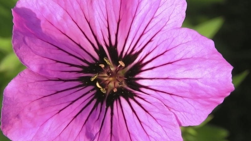 ~Sweet Petunia~, pretty, purple, petunia, flower, nature, spring, seasons, pink, HD wallpaper