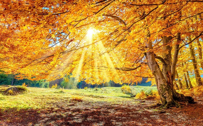 Autumn landscape, sunny, rays, golden, glow, sunlight, fall, landscape, sunbeams, meadow, park, tree, leaves, autumn, branches, foliage, HD wallpaper