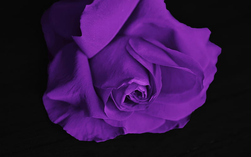 Purple rose, rosebud, purple flowers, roses, HD wallpaper