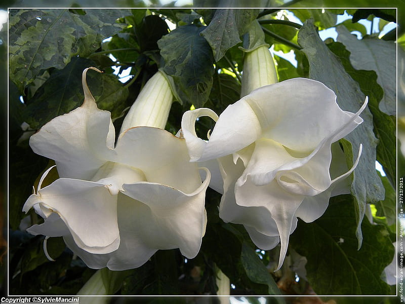fleurs-de-datura, blanche, jolie, flower, tres, HD wallpaper