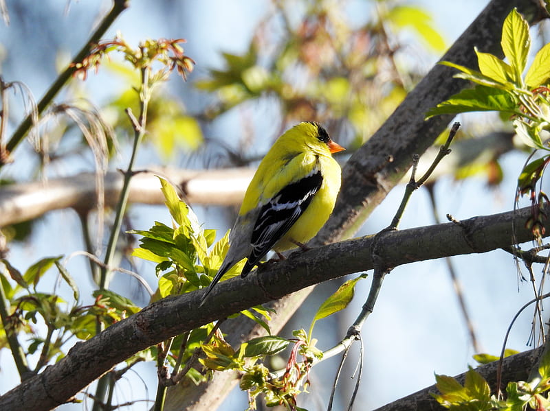 Spring Beauty, Animal, Spring, graphy, Tree, Bird, American Goldfinch, HD wallpaper