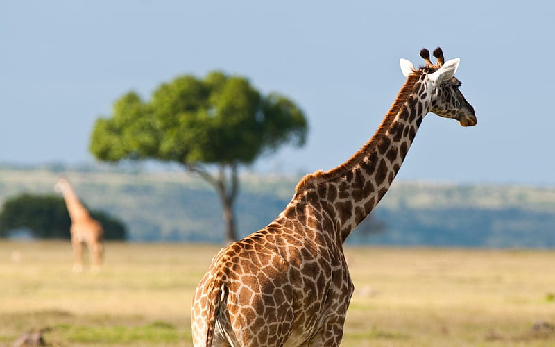 giraffe, Africa, wildlife, HD wallpaper