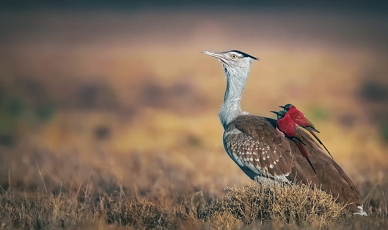 Arabian Bustard and Nubian eaters, arabian bustard, nubian eaters, bird ...