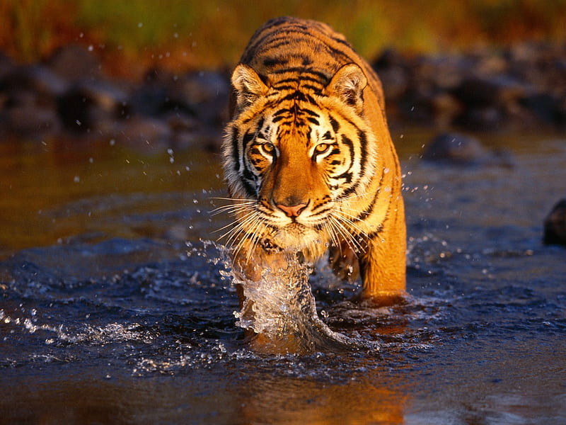 Tiger splashing, Water, Tiger, Splash, Big cat, Stripes, HD wallpaper