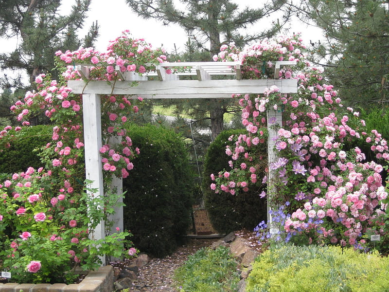 rose arch, garden, rose, arch, pink, HD wallpaper