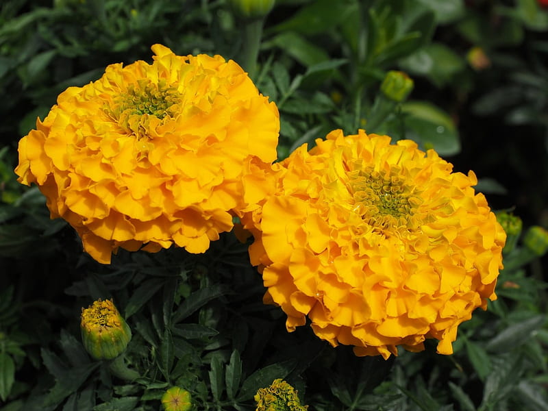 Yellow Marigold, macro, flowers, yellow, nature, marigold, HD wallpaper |  Peakpx