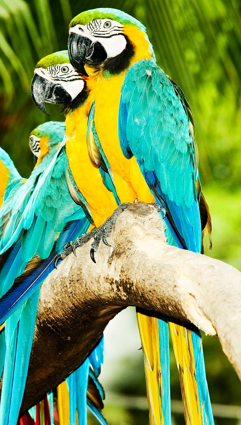 Macaw Parrots, animals, birds nature, pets, tropical, HD phone wallpaper