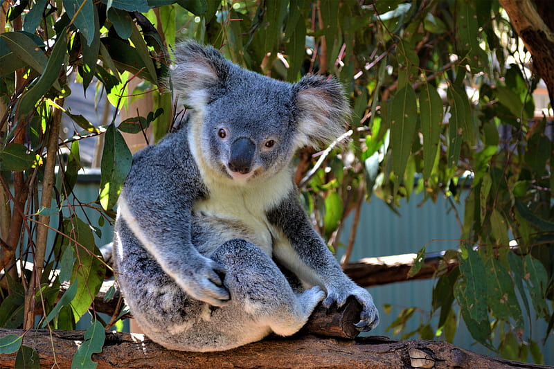 Koala Not A Bear, copy right , kindness to animals, fluffy, Koala, shellandshilo, adorable, graphy, Brisbane, nature, Australia, marsupial, HD wallpaper