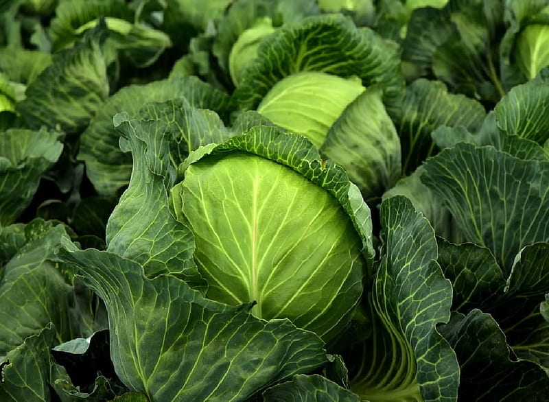Cabbage, Vegetable, Green, Botanic, HD wallpaper