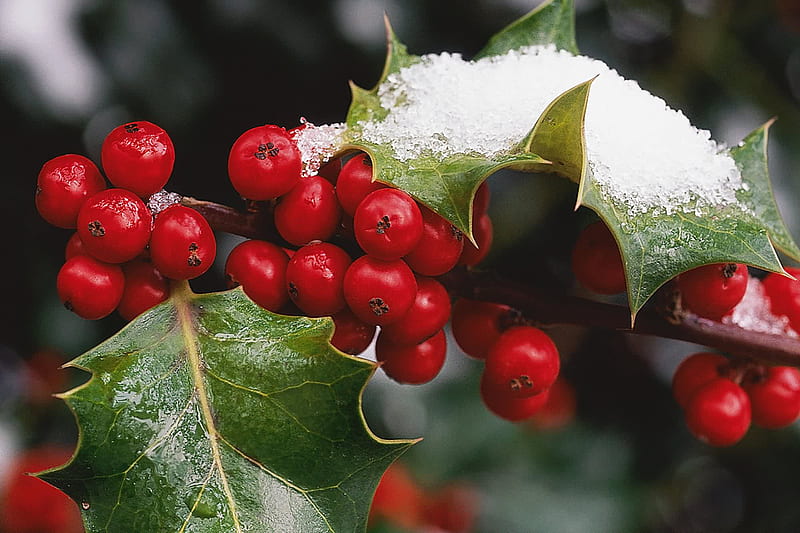 Holly Berries, red, leaves, berries, snow, holly, christmas time, winter, HD wallpaper