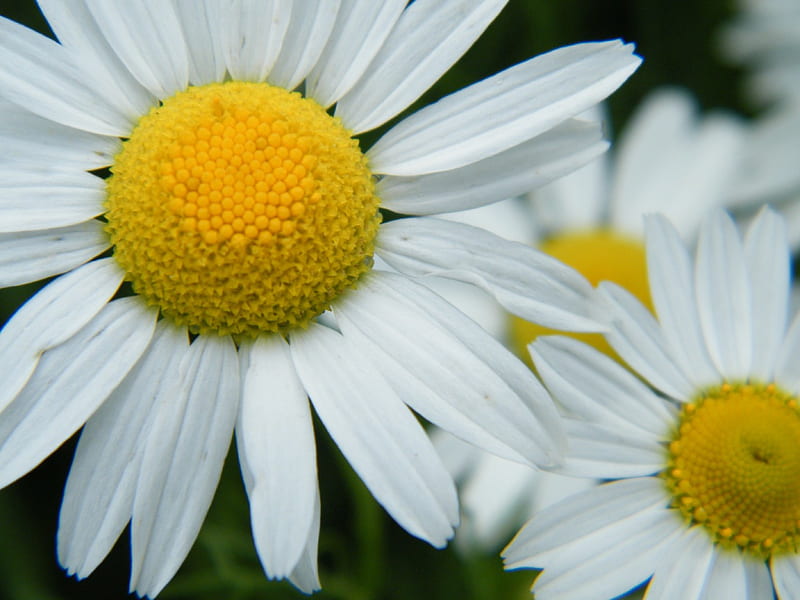 Daisy, flower, yellow, makro, white, HD wallpaper