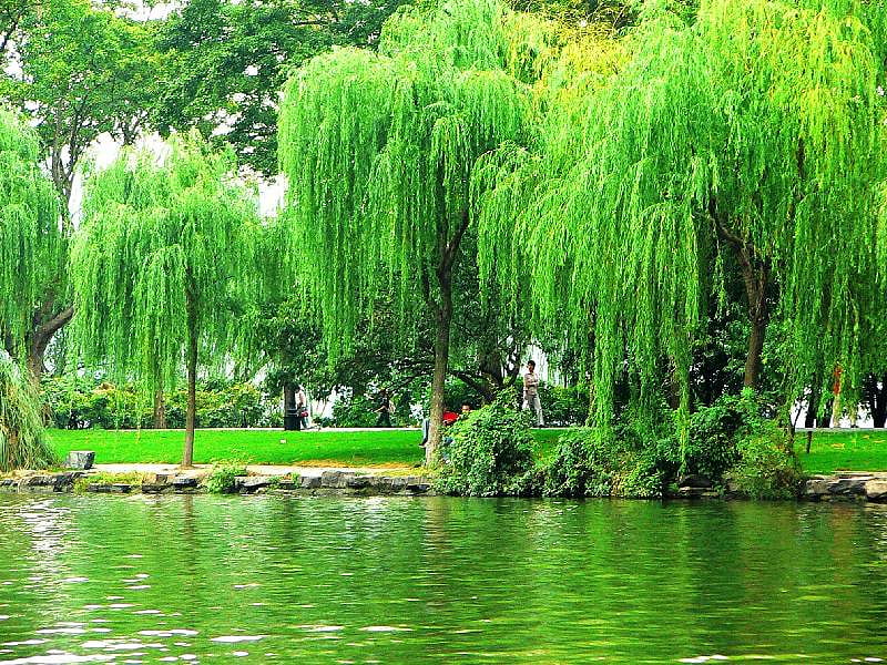 Willows on West Lake, Hangzhou, water, land, trees, grass, HD wallpaper