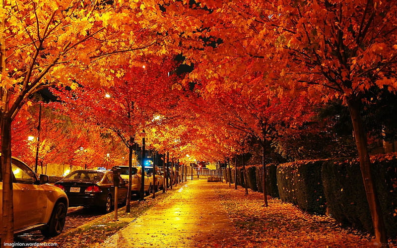 Downtown Vancouver, carros, city, leaves, colors, trees, street, canada, HD wallpaper