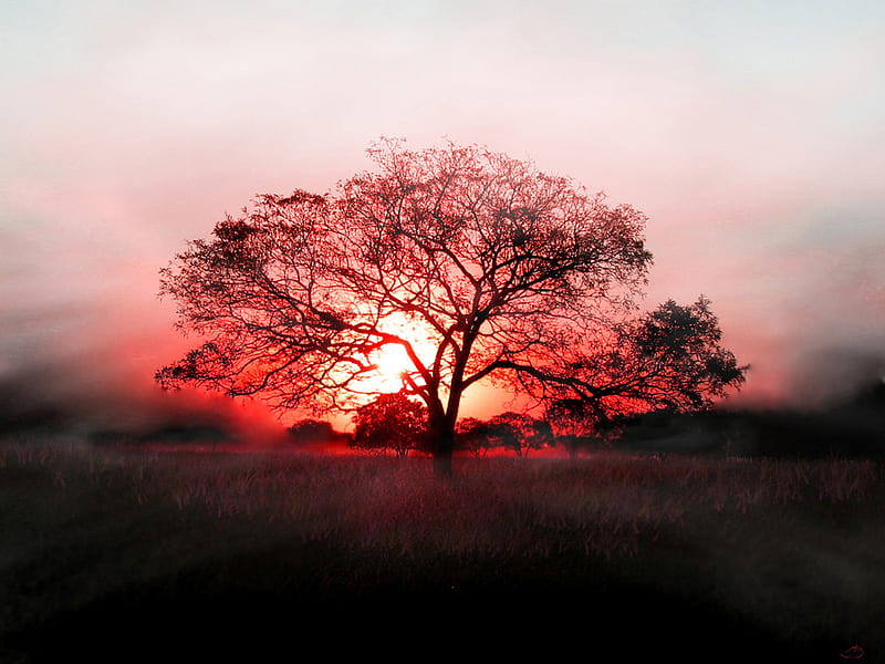 Sunset, red, burning, trees, sky, tree, sunsets, nature, evening, HD wallpaper