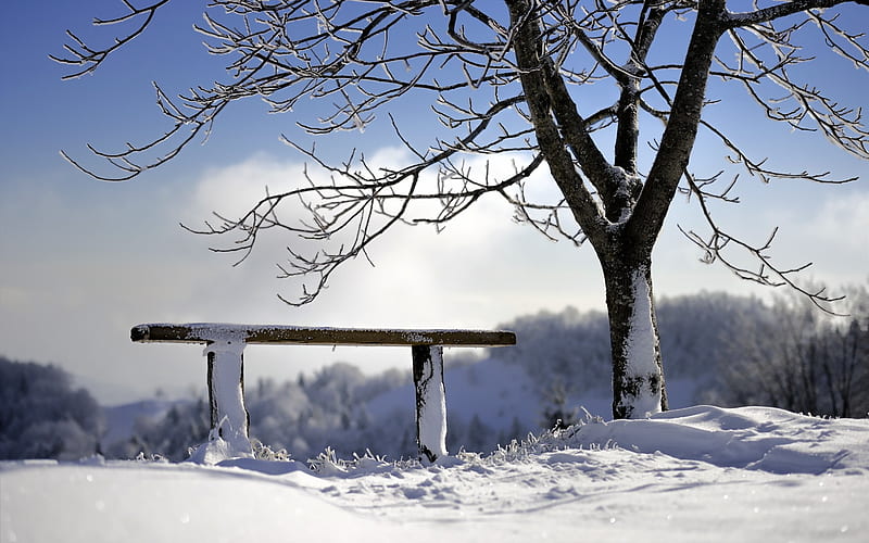 Winter Bench And Tree, HD wallpaper