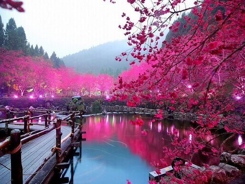 Sakura Lake, sakura, garden, nature, pink, lake, cherry blossom, HD wallpaper