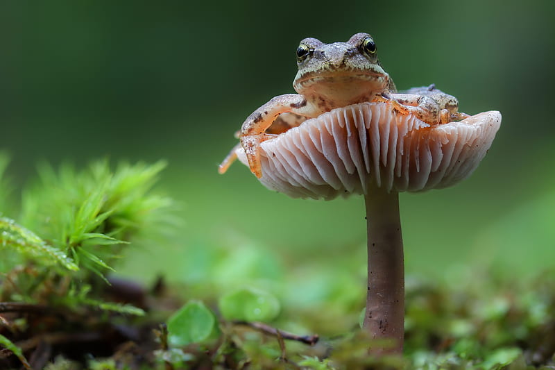 Top 60+ frog and mushroom wallpaper latest - in.cdgdbentre