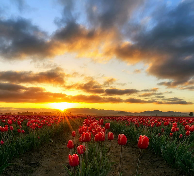 Spring Awakening For Mom, hills, bonito, spring, sky, clouds, farm, blossom, red flowers, Washington State, tulips, sunrise, field, HD wallpaper