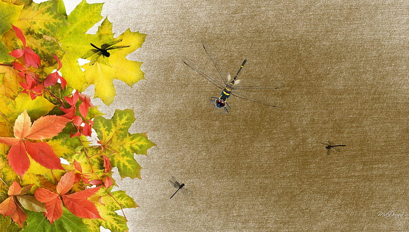 Autumn Color and Dragonflies, fall leaves, autumn, maple, beige, oak, season, tan, vintage, HD wallpaper