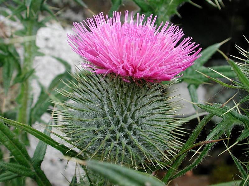 The Sturdy Scottish Thistle, flower, nature, scottish, thistle, HD wallpaper