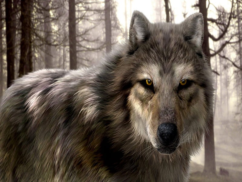 WOLF, forest, animal, woods, HD wallpaper | Peakpx