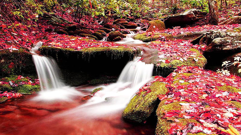 Waterfall Stream Between Algae And Dry Red Leaves Covered Rock Nature, HD wallpaper