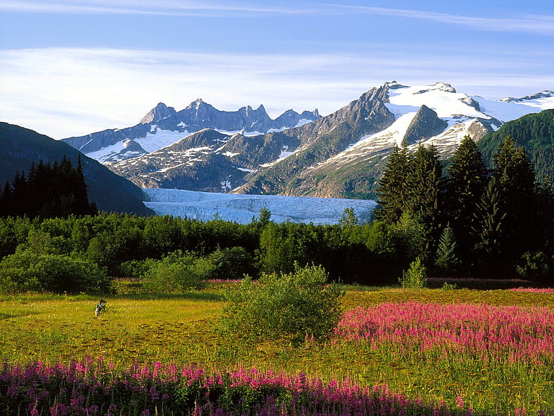 Glacier Alaska, glacier, grass, alaska, mountains, flowers, nature, trees, landscape, HD wallpaper