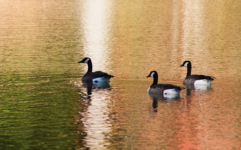 Canadian Geese, water, Canadian, three, geese, HD wallpaper