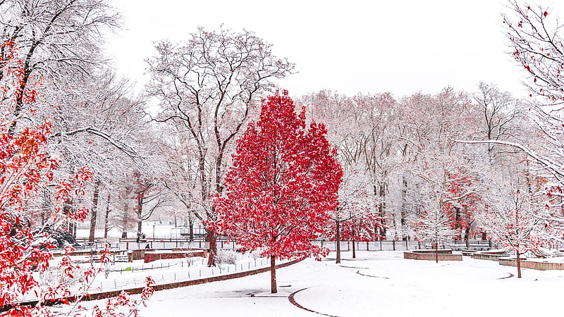 Red Winter Central Park , winter, nature, autumn, HD wallpaper