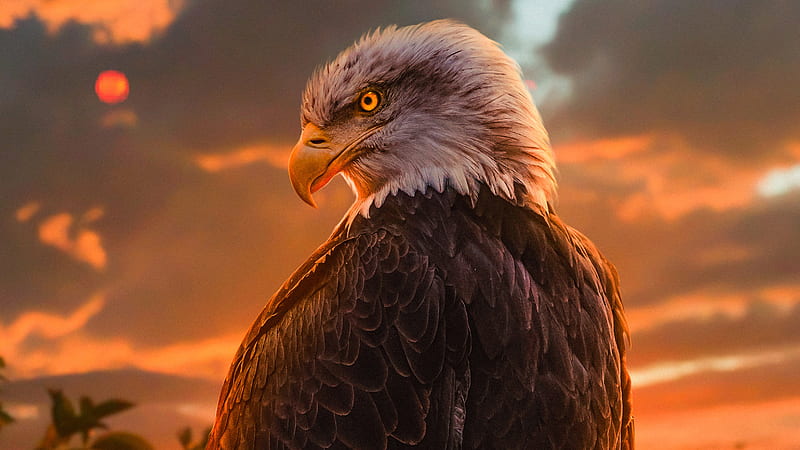 Wild Bald Eagle , eagle, birds, HD wallpaper